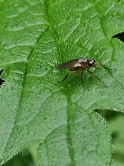 Lonchoptera bifurcata
