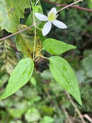 Clematis glycinoides