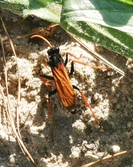 Tachypompilus ignitus
