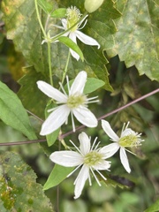 Clematis glycinoides