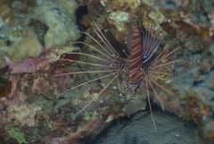 Pterois antennata