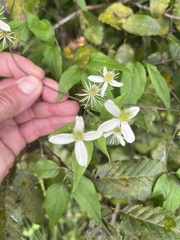 Clematis glycinoides