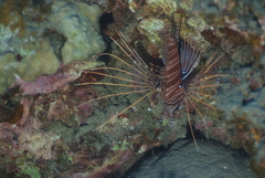 Pterois antennata