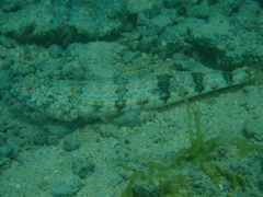 Synodus dermatogenys