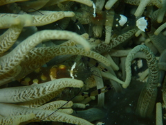 Ancylocaris brevicarpalis