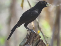 Amblycercus holosericeus