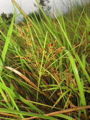 Fimbristylis complanata