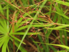 Fimbristylis complanata