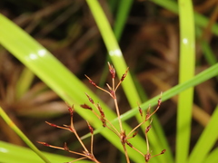 Fimbristylis complanata