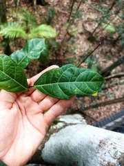 Ficus fraseri
