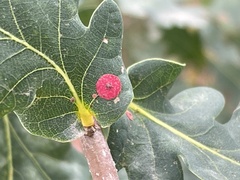 Neuroterus quercusbaccarum