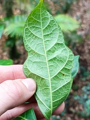 Ficus fraseri