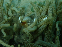 Ancylocaris brevicarpalis