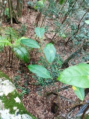 Ficus fraseri