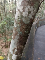 Ficus fraseri