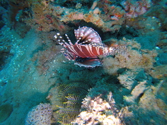 Dendrochirus zebra