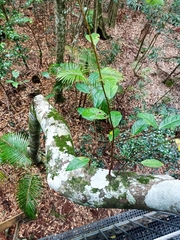 Ficus fraseri