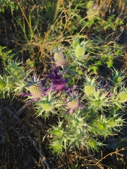 Eryngium leavenworthii