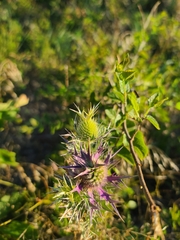 Eryngium leavenworthii