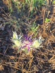 Eryngium leavenworthii