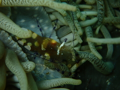 Ancylocaris brevicarpalis