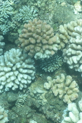 Pocillopora