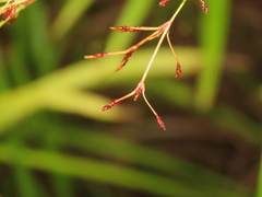 Fimbristylis complanata