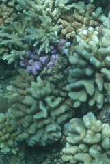 Pocillopora