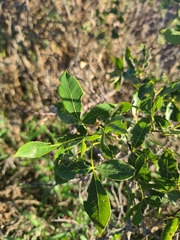 Ptelea trifoliata