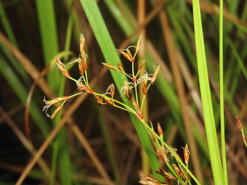 Fimbristylis complanata