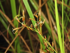 Fimbristylis complanata
