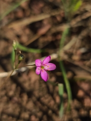 Phemeranthus parviflorus