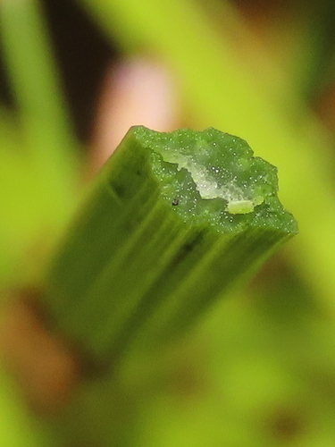 Image of Fimbristylis complanata by (c) chiuluan, some rights reserved (CC BY)