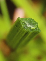 Fimbristylis complanata