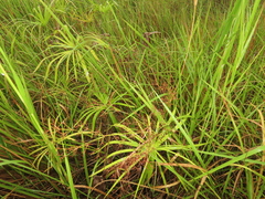 Fimbristylis complanata