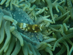 Ancylocaris brevicarpalis