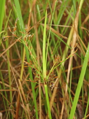 Fimbristylis complanata