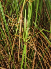 Fimbristylis complanata