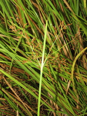 Fimbristylis complanata