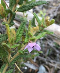 Thomasia petalocalyx