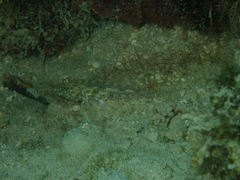 Fusigobius neophytus