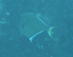 Pempheris