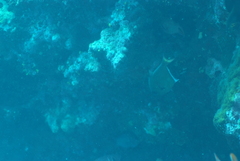 Pempheris