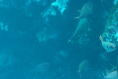 Pempheris