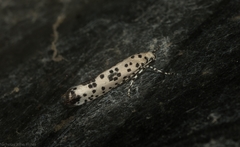 Yponomeuta pustulellus