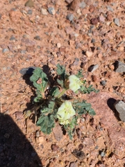 Chamaesaracha coniodes