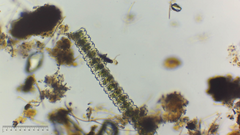 Desmidium