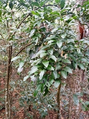 Capparis arborea