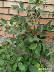 Fraxinus pennsylvanica