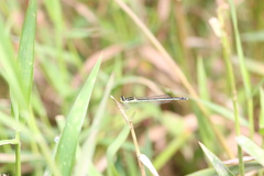 Agriocnemis